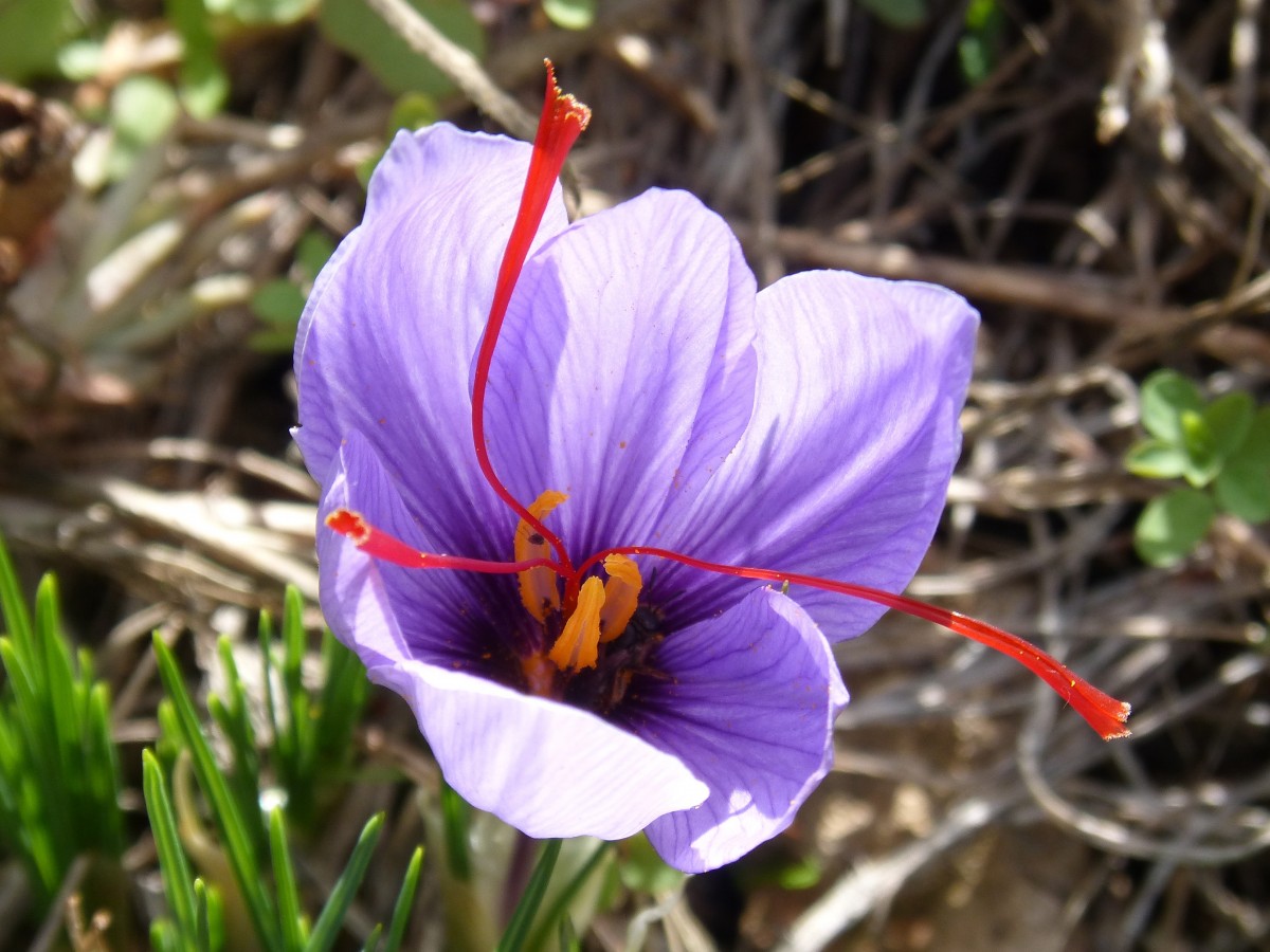 Crocus Sativus