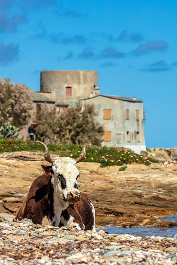 Vache Tollare - Haute Corse
