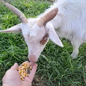 Corse du Sud © Ferme pédagogique de Padula