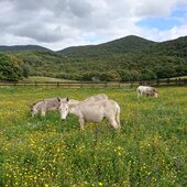 Corse du Sud © Parc naturel d'Olva