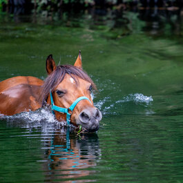 Tavignano, Haute Corse © Equiloisirs
