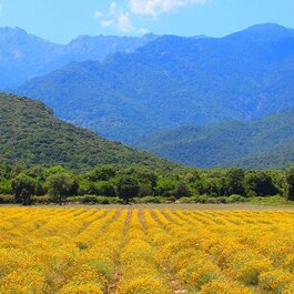 Haute Corse © Domaine Amuredda