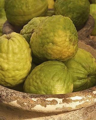 Cedro della Corsica o Citrus Medica