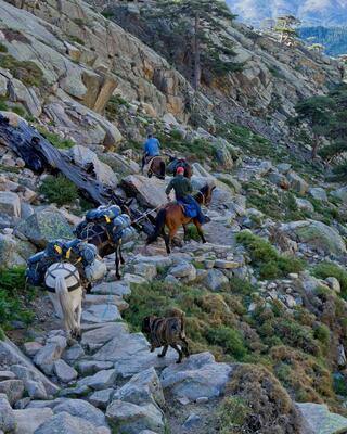 Muletiers dans la vallée du Golo