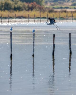 Oiseaux à l'étang de Biguglia