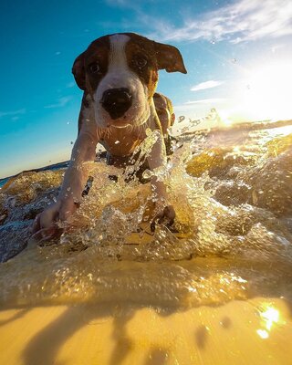 Voyager avec son animal de compagnie : l’essentiel à savoir pour des vacances réussies 