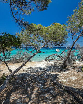 La magnifique pinède de la plage de Saleccia