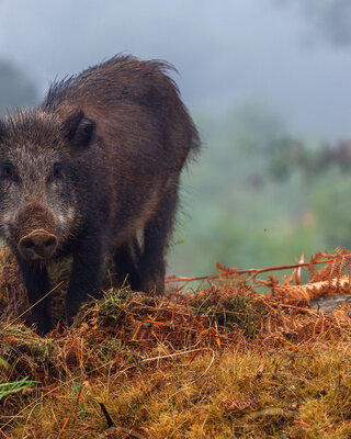 Cochon Corse