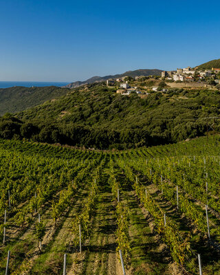 Vignes corse