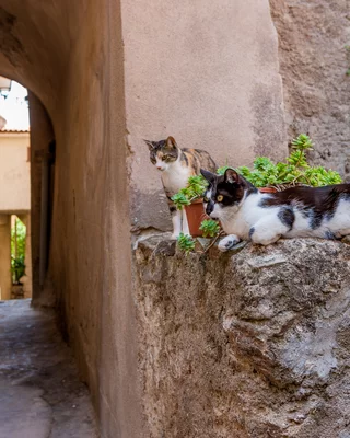 Corse authentique en Balagne