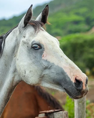 CHEVAL CORSE