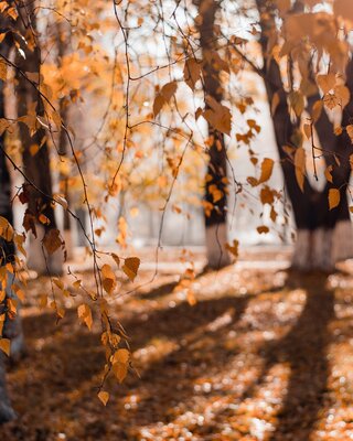 Automne en Corse