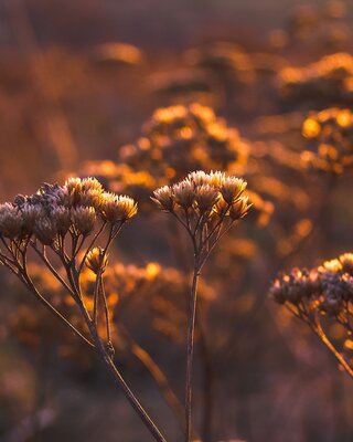 Fleur d'Immortelle Corse