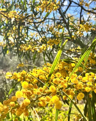 Mimosa