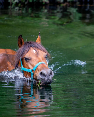Tavignano, Haute Corse © Equiloisirs