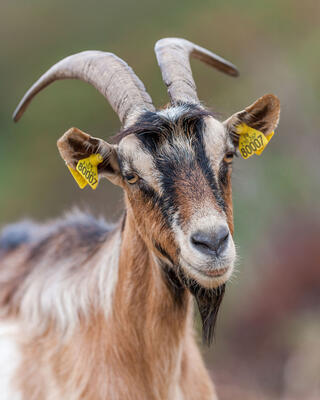 Haute Corse © Robert Palomba