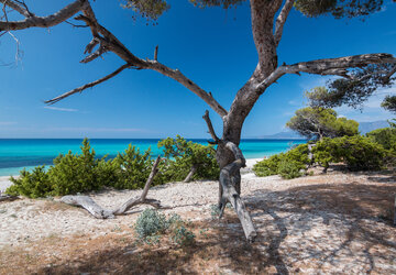 Plage de Saleccia