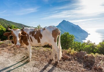 Vache Corse qui veille sur le golfe de Girolata