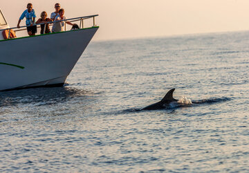 Dauphin Scandola Corse