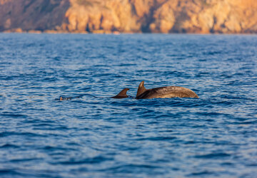 les dauphins Scandola