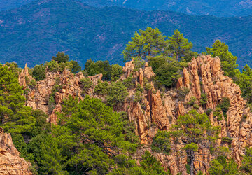 pins sur les calanque