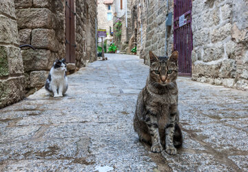 Chats dans les ruelles Corses