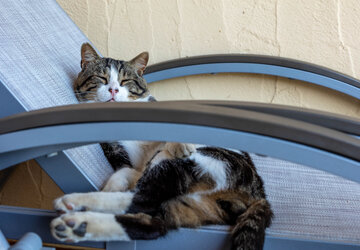 Chat se prélassant en Corse 