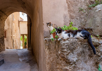 Chat en Corse
