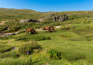 Plateau du Coscione CHEVAUX