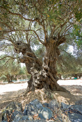Olivier, Olea europaea