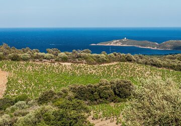 Vignes vue sur la mer Corse