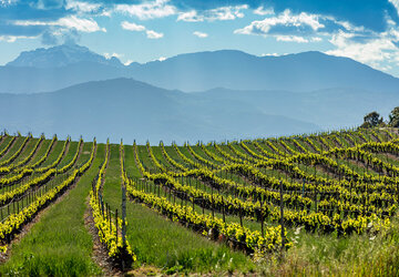 Vignes Haute Corse