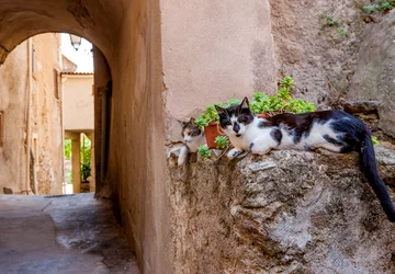 Corse authentique en Balagne