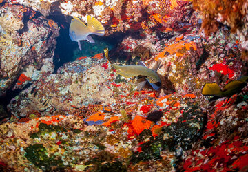 FONDS MARINS  Réserve naturelle de Scandola