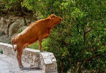 Vache en bord de route