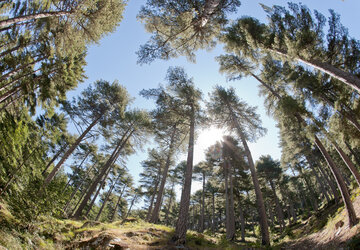 Forêt de Vizzavona