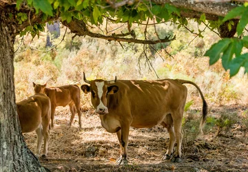 Vaches à Bocca e Croce