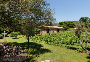 Pozzo di mastri vignes - Ferme Auberge Domaine Pozzo di Mastri