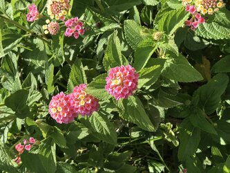 Hôtel Prea Gianca fleurs