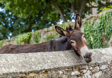 Haute Corse © Robert Palomba