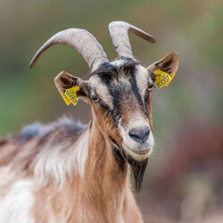 Haute Corse © Robert Palomba