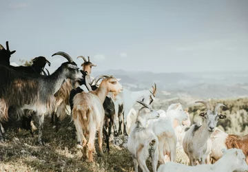 Haute Corse © Bianca Ackermann Unsplash