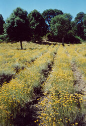 Corse du Sud © Distillerie du Mandriolu