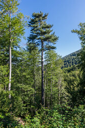 Haute Corse © Robert Palomba