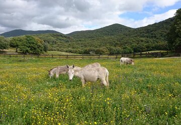 Corse du Sud © Parc naturel d'Olva