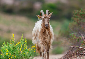 Haute Corse © Robert Palomba