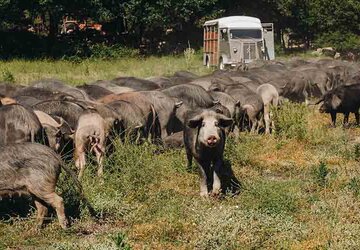  - Ferme Auberge A Chjusellina