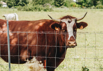  - Ferme Auberge A Chjusellina