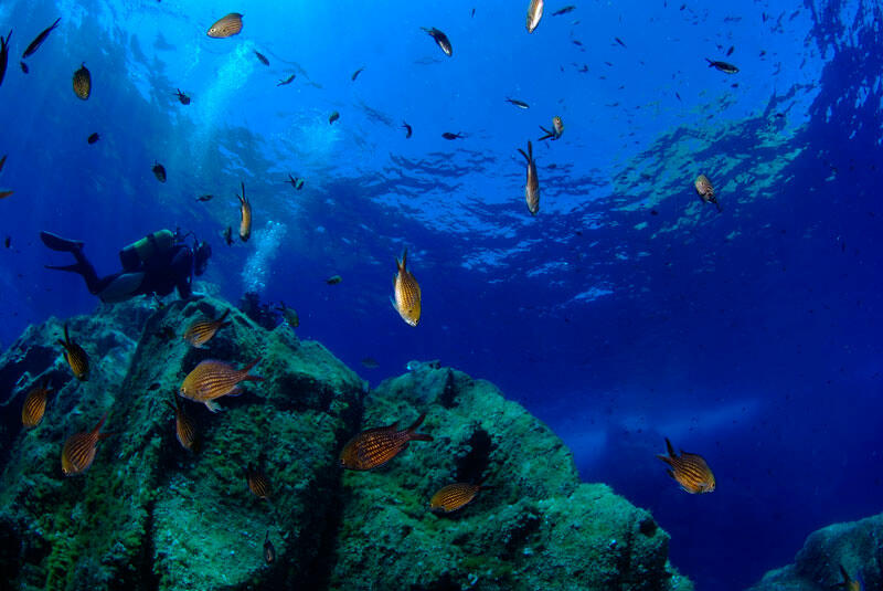 Plongee Corse Les Plus Beaux Spots De Plongee Corsicatours