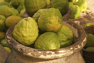 Le cédrat Corse ou Citrus Medica